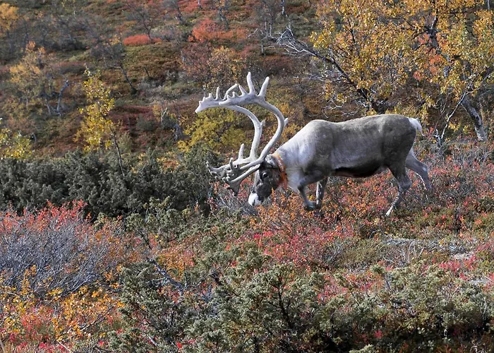 شقة Villa Alveus - Nordic Design Cabin In Yllaes كولاري