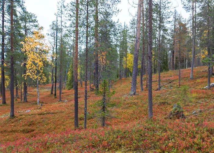 Villa Alveus - Nordic Design Cabin In Yllaes * 콜라리
